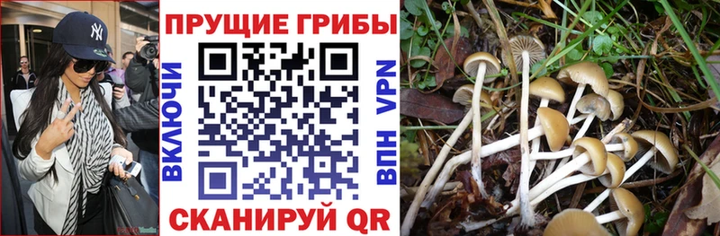 Псилоцибиновые грибы GOLDEN TEACHER  это состав  Нерюнгри  хочу   mega рабочий сайт 